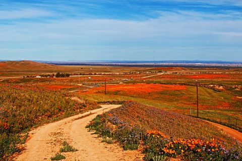 Super Bloom in South Bay