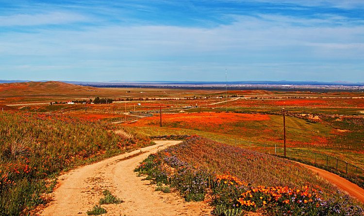 Super Bloom in South Bay